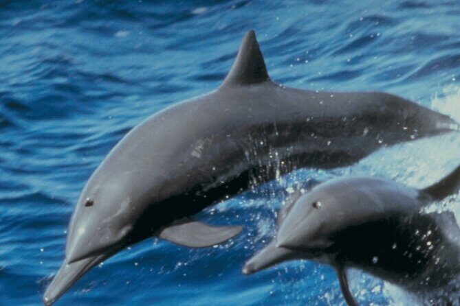 Dolphin Watching and Marine Life on the Coast of Oaxaca - The Sum Up: Who Will Love This Experience?