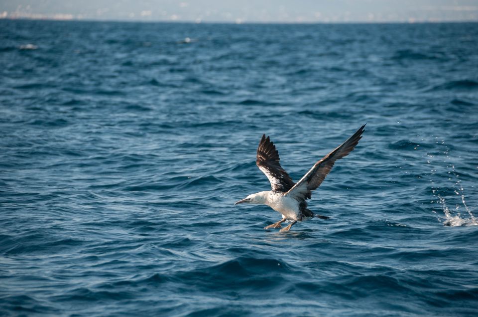Dolphin Watching and Marine Wild Life in Faro - Key Points
