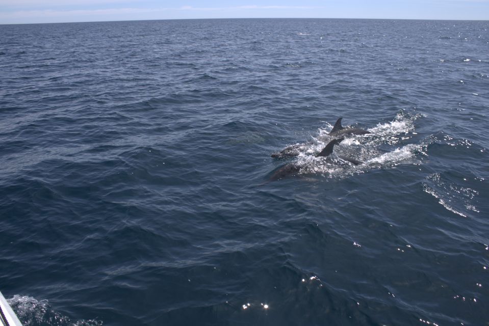 Dolphin Watching and Marine Wild Life in Faro - Exploring the Southeast Coast