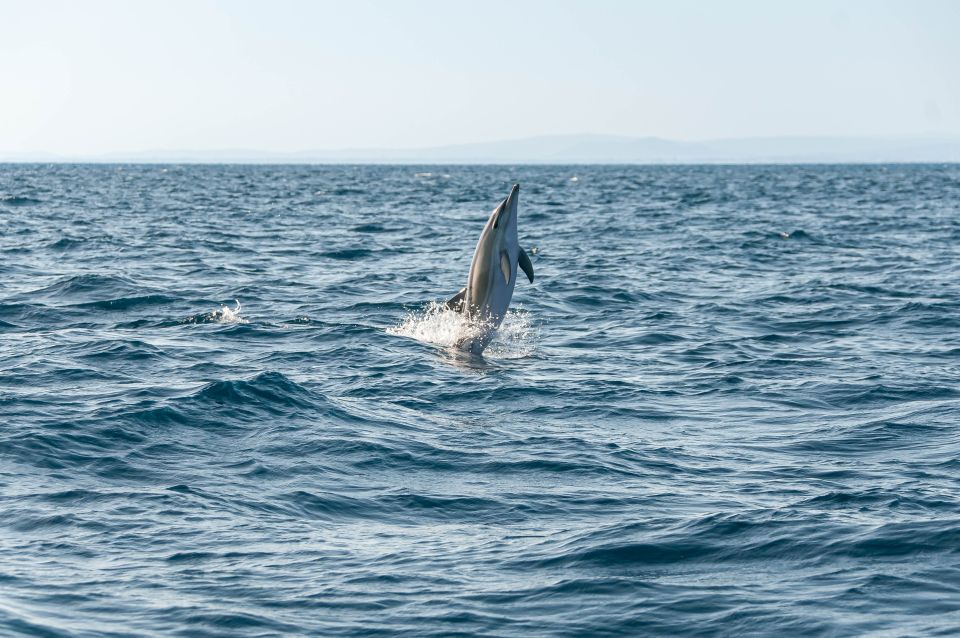 Dolphin Watching and Marine Wild Life in Faro - Learning About Wildlife