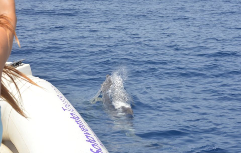 Dolphin Watching and Marine Wild Life in Faro - Meeting Point and Directions