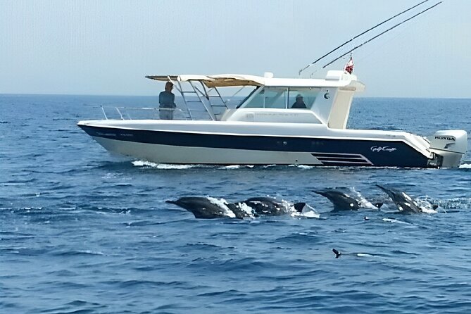 Dolphin Watching and Snorkeling Activity in Muscat - Spotting the Dolphin Species