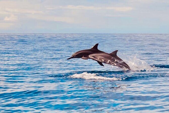 Dolphin Watching and Snorkeling on the West Coast of Oahu - An In-Depth Look at the Experience