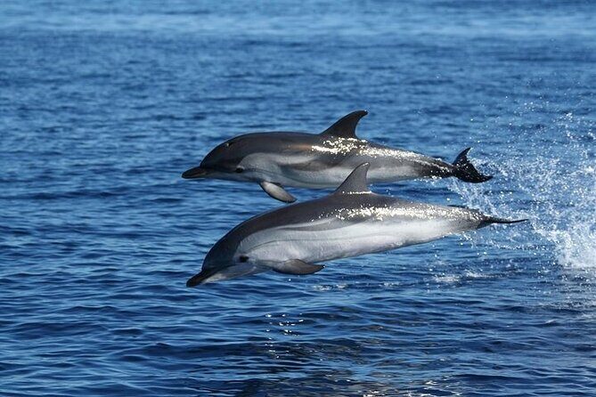 Dolphin Watching Boat Excursion to Figarolo Island from Olbia - Discover Sardinia’s Marine Wonders: Dolphin Watching & Snorkeling from Olbia