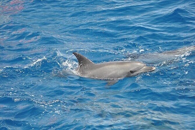 Dolphin Watching Boat Excursion to Figarolo Island from Olbia - An In-Depth Look at the Experience