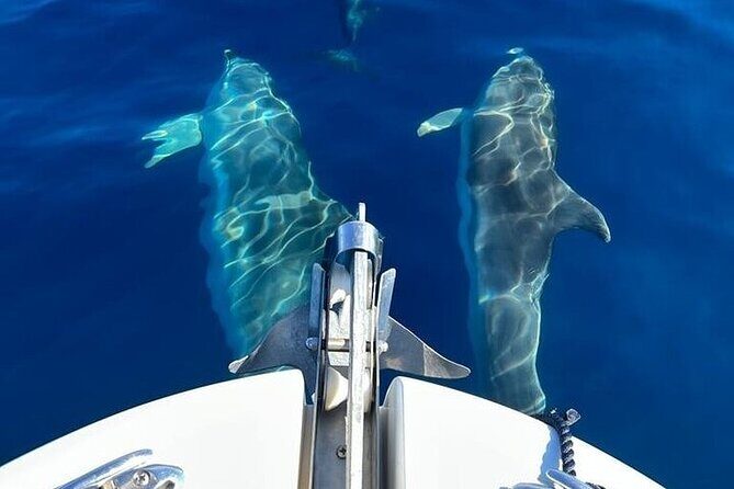 Dolphin Watching Boat Excursion to Figarolo Island from Olbia - The Sum Up