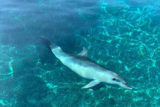 Dolphin Watching Boat Excursion to Figarolo Island from Olbia - Frequently Asked Questions