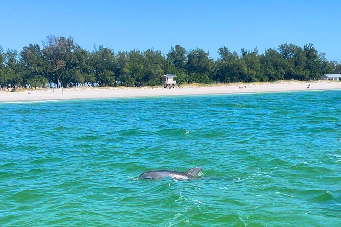 Dolphin Watching Boat Tour Around Anna Maria Island - Customer Feedback and Reviews
