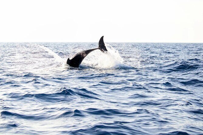 Dolphin watching by boat - Key Points