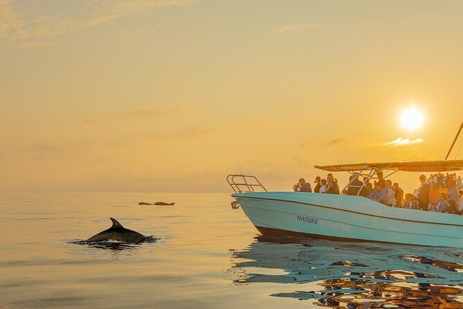 Dolphin watching by boat - The Experience in Depth