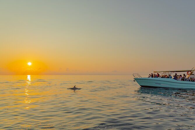 Dolphin watching by boat - Frequently Asked Questions