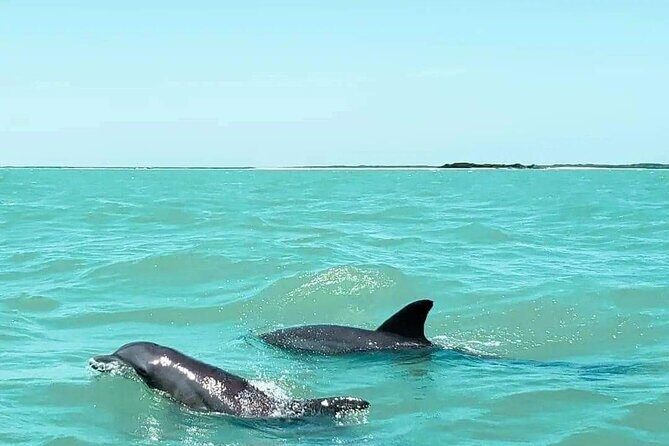 Dolphin watching by private boat from Isla Aguada - Considerations and Caveats