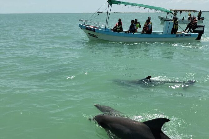 Dolphin watching by private boat from Isla Aguada - FAQ