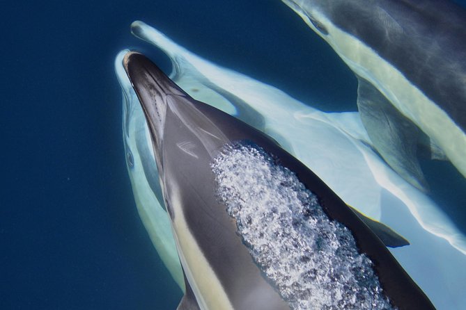 Dolphin Watching Excursion in Gibraltar - Recap