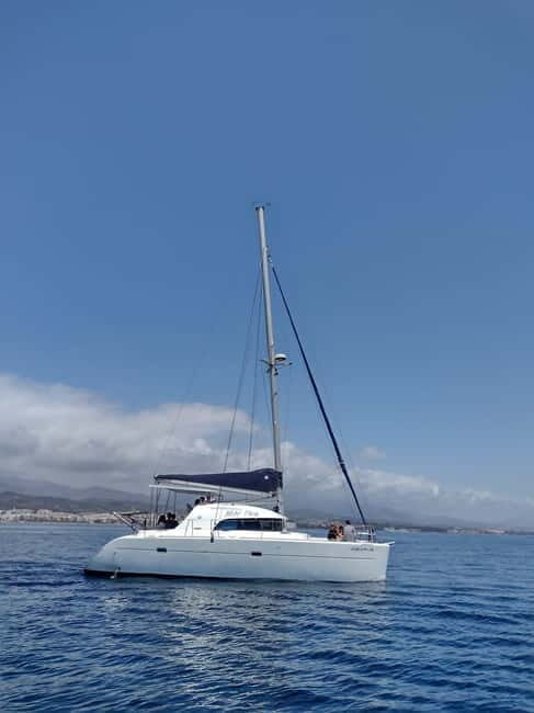 Dolphin watching in Estepona - Key Points