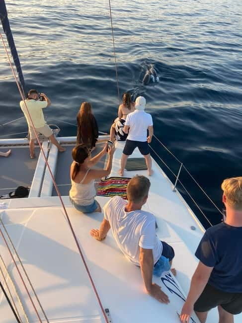 Dolphin watching in Estepona - What to Expect on the Dolphin Watching Trip