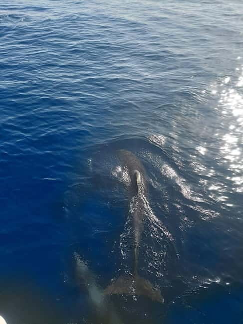 Dolphin watching in Estepona - Real Experiences: What Travelers Say