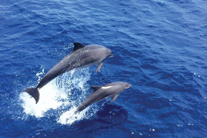 Dolphin Watching in Majorca - The Cost and Value