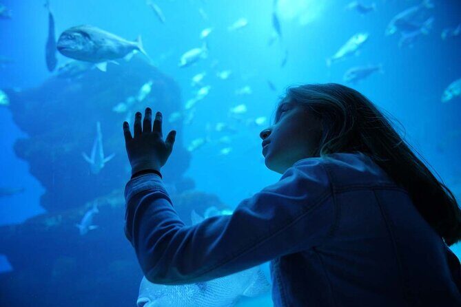 Dolphin Watching in Majorca - Reviews: Authentic Perspectives