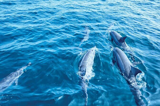 Dolphin Watching in Majorca - Practical Tips for Future Travelers