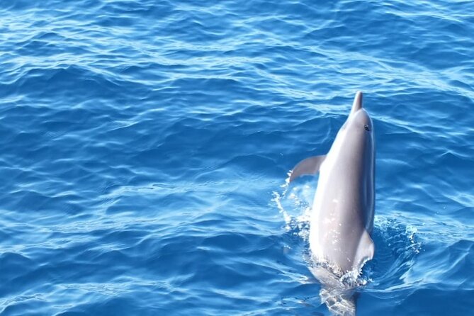 Dolphin Watching in Puerto Escondido - Guide Expertise and Feedback