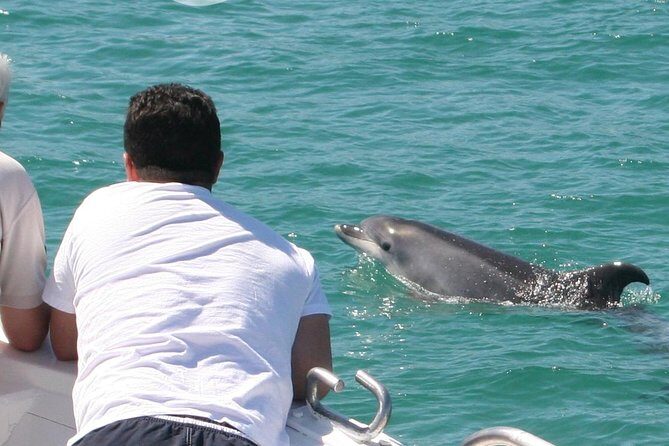 Dolphin Watching in the Wild - Half Day - Key Points
