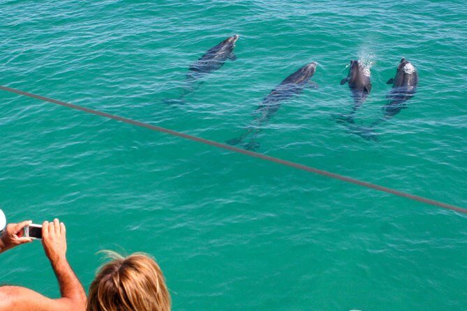 Dolphin Watching in the Wild - Half Day - What to Expect on the Tour