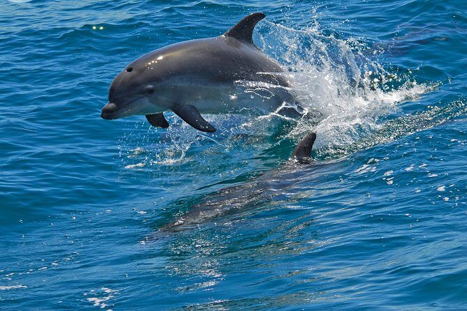Dolphin Watching in the Wild - Half Day - Practical Tips for Travelers