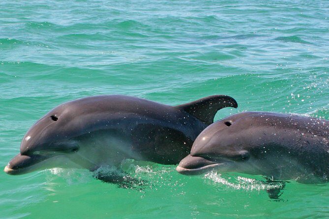 Dolphin Watching in the Wild - Half Day - Who Should Consider This Tour?