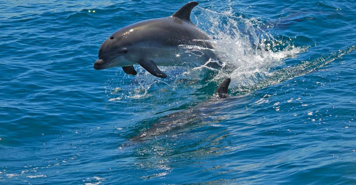 Dolphin Watching in the Wild - Half Day Private Tour - Cancellation Policy
