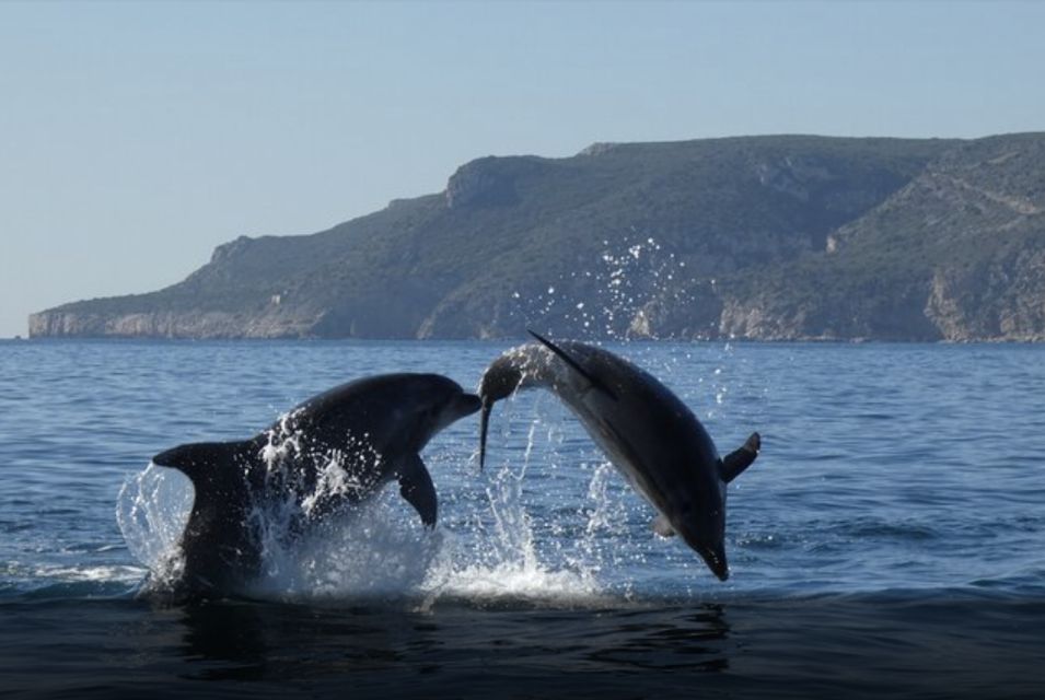 Dolphin Watching in the Wild - Half Day Private Tour - Tour Duration