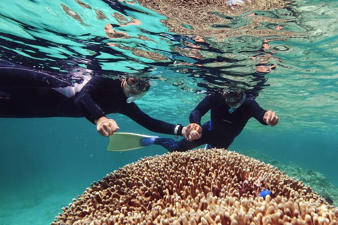 Dolphin Watching & Snorkeling - Itinerary for the Tour