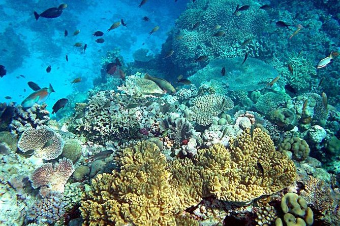 Dolphin Watching & Snorkeling - Accessibility Features