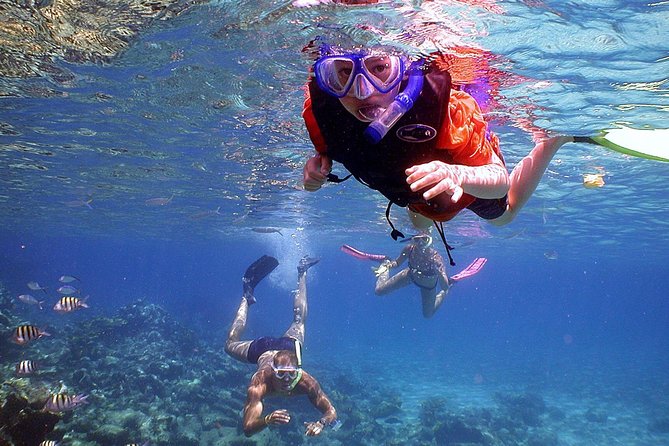 Dolphin Watching & Snorkeling - Customer Reviews and Experiences
