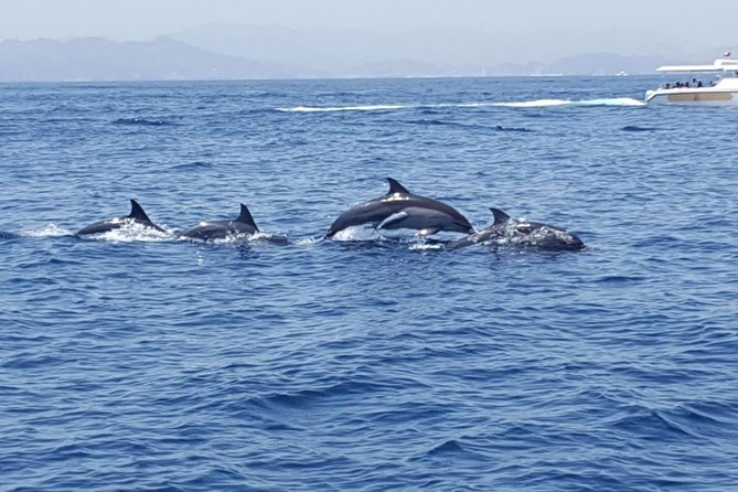 Dolphin Watching & Snorkeling - Tips for a Great Experience