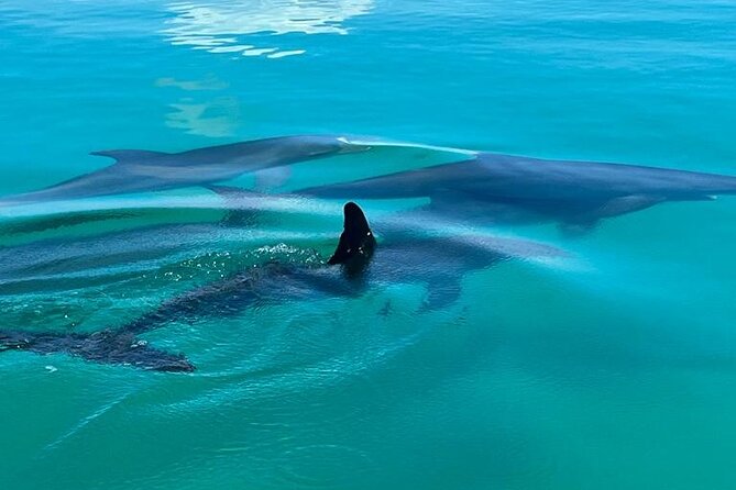 Dolphin Watching & Snorkeling - Tour Inclusions and Amenities