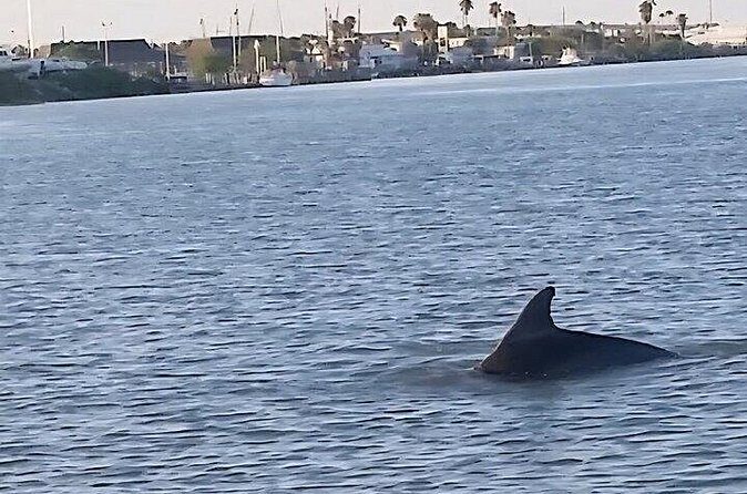 Dolphin Watching Tour - Details That Matter