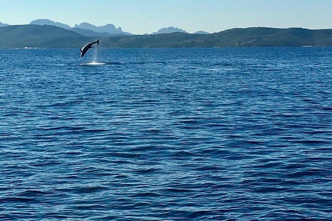 Dolphin Watching Tour - From Golfo Aranci - Recap