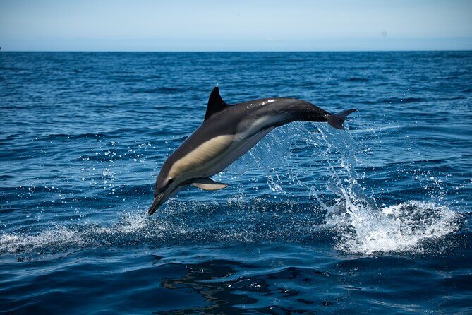 Dolphin Watching with Biologist in Arrábida Natural Park - Key Points