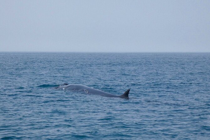 Dolphin Watching with Biologist in Arrábida Natural Park - Final Thoughts: Is It Worth It?
