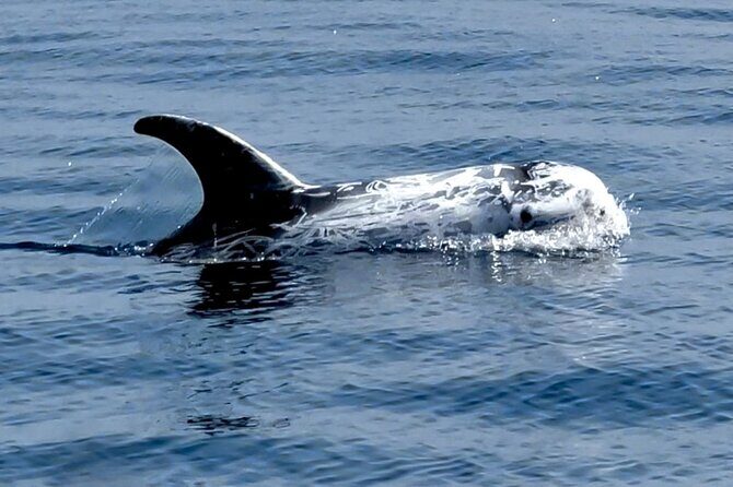 Dolphin Watching with Biologist in Arrábida Natural Park - FAQs