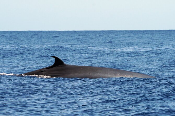 Dolphin - Whale - Turtle - Bird Watching - Meeting and Pickup