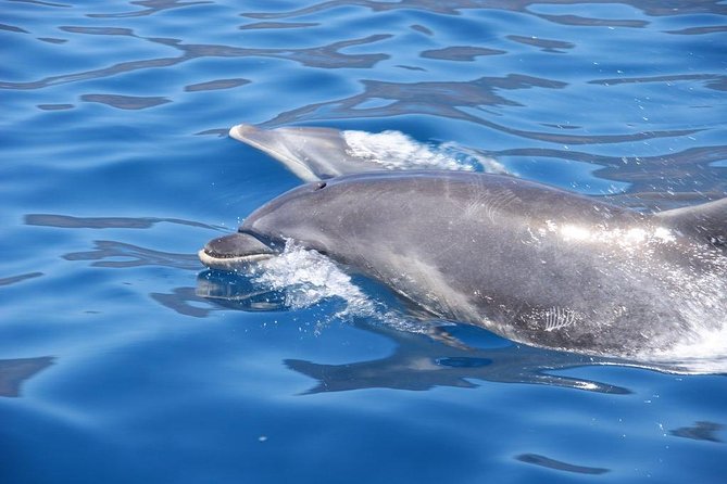 Dolphin - Whale - Turtle - Bird Watching - Cancellation Policy