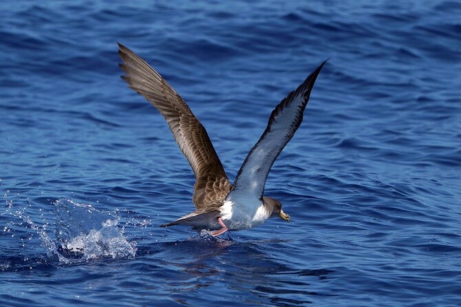 Dolphin - Whale - Turtle - Bird Watching - Tour Duration and Schedule