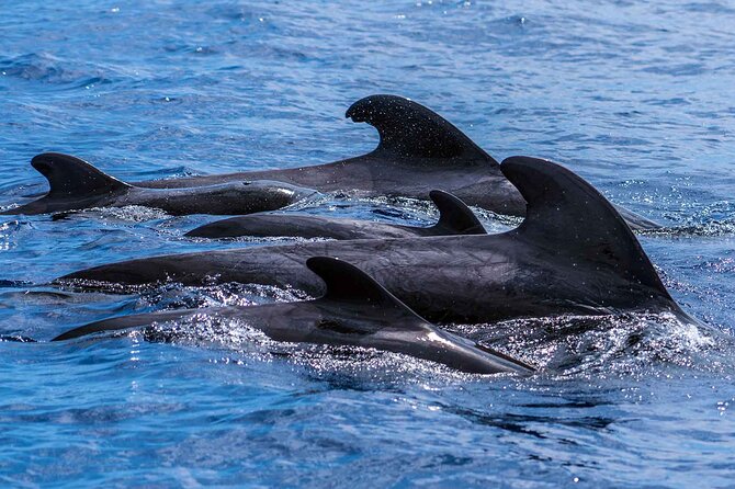 Dolphin - Whale - Turtle - Bird Watching - What to Expect