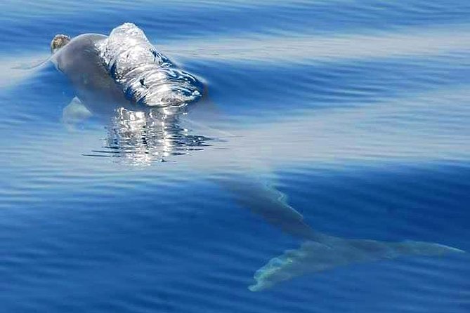 Dolphins and Benagil Caves From Albufeira - Booking and Accessibility Information