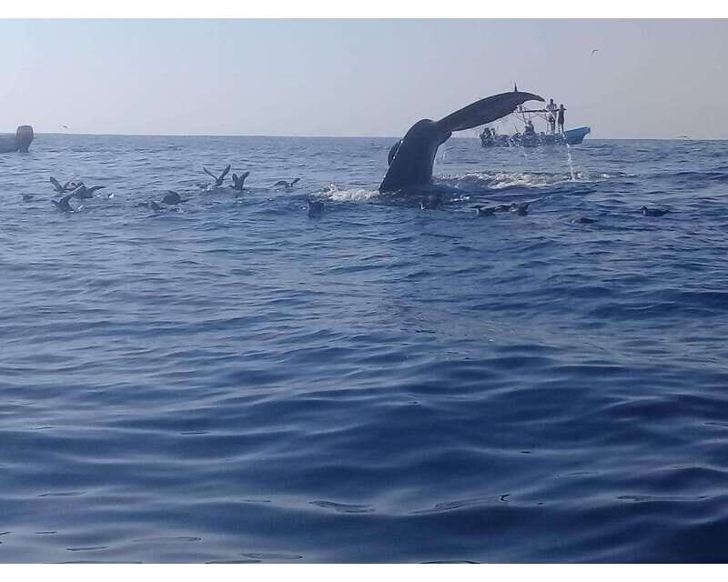 Dolphins and whales watching in Puerto Escondido. - The Experience’s Strengths and Challenges