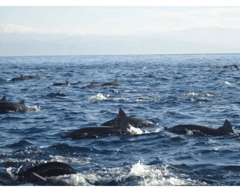 Dolphins and whales watching in Puerto Escondido. - Final Thoughts