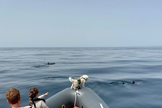 Dolphins & Benagil Caves with Biologist guide - The Sum Up: Is It Worth It?