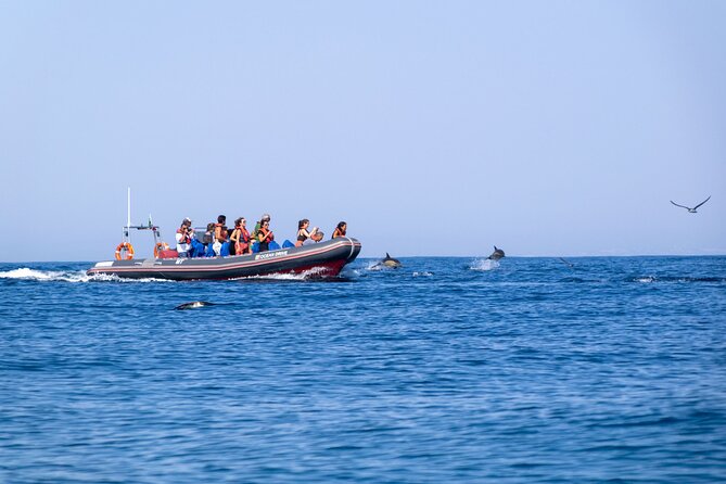 Dolphins & Caves on Rib Boat - Customer Experiences